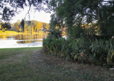 5-2-OF-OVERGROWN-FERNS-AFTER-PIC