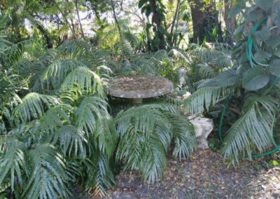 5-2-OF-OVERGROWN-FERNS-BEFORE-PIC