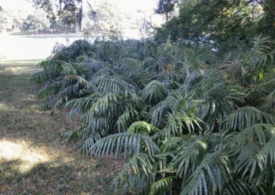 5-3-OF-OVERGROWN-FERNS-BEFORE-PIC